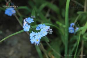 有限花序图册
