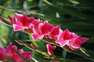 有限花序图册