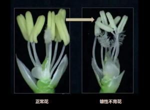 雄性不育