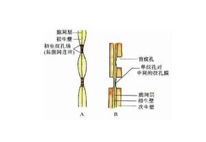 初生纹孔场
