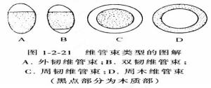 图中B为双韧维管束