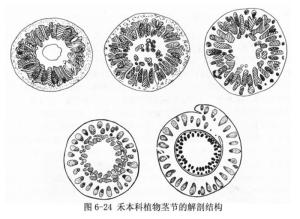 维管束类型
