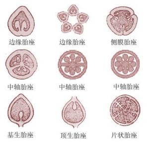 特立中央胎座