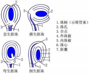 花卉结构图