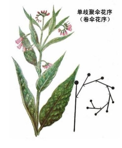 单歧聚伞花序