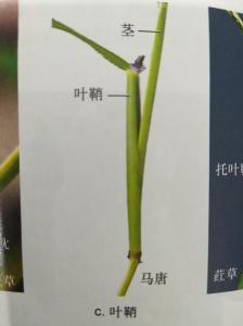 叶鞘