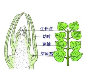 生长点