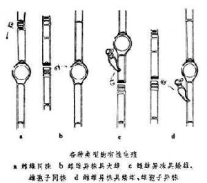 有性生殖