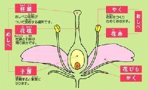 有性生殖