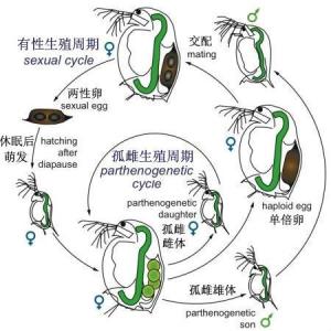 枝角类Daphnia的有性生殖产生休眠卵
