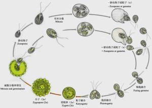 衣藻的有性生殖产生能够休眠的后壁孢子