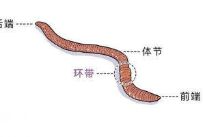 环带