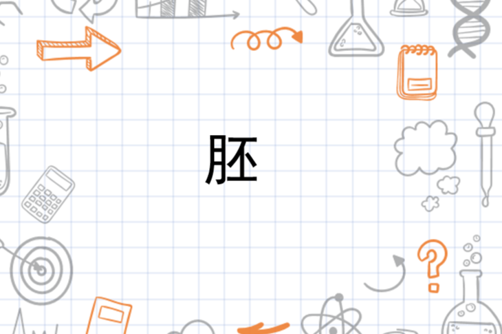 胚