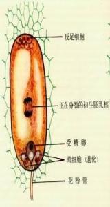 双子叶植物胚