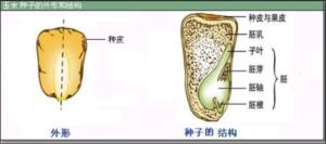 玉米种子