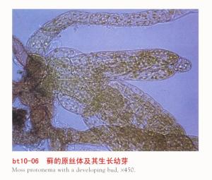 原丝体