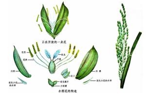 颈卵器植物