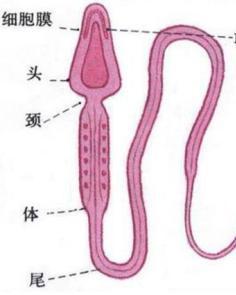 精子