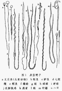 多种动物精子的示意图