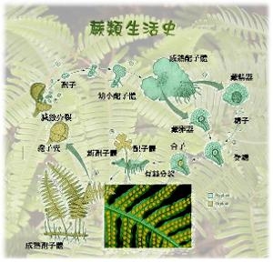 蕨类生活史