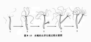 水螅的出芽生殖过程