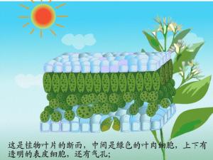 叶肉细胞