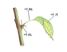 叶柄的位置所在