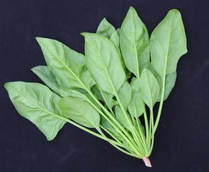 叶柄是叶片与茎的联系部分