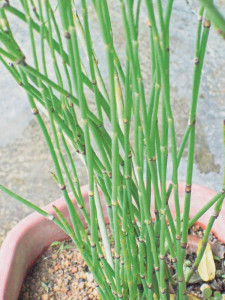 孢子植物