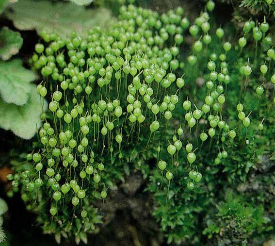 孢子植物