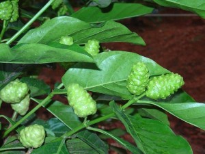 裸子植物