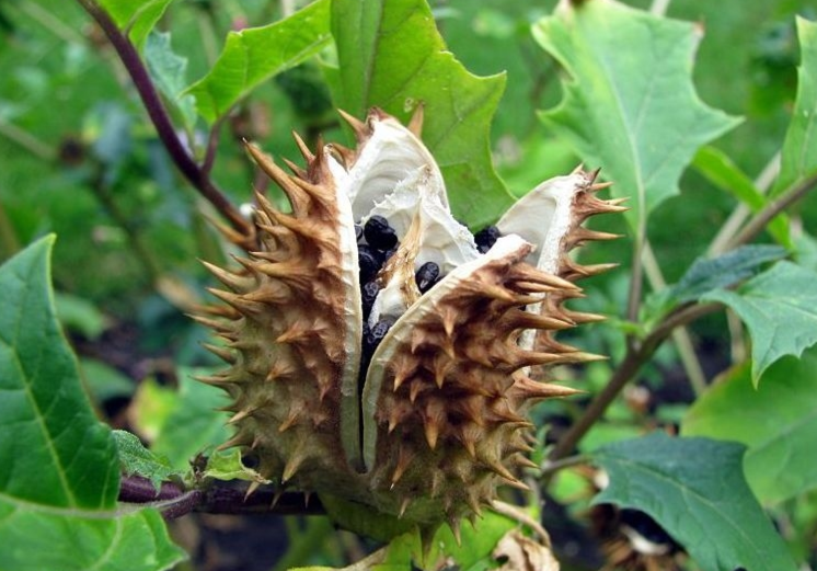 裸子植物