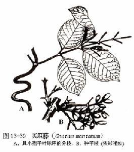 买麻藤纲植物