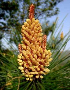 裸子植物