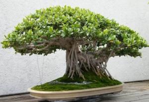 木本植物