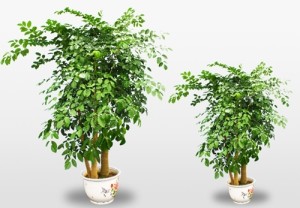 木本植物