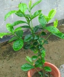 木本植物