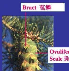 苞鳞