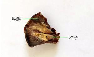 种鳞