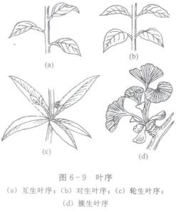 放大一看吧