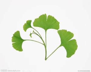银杏 互生