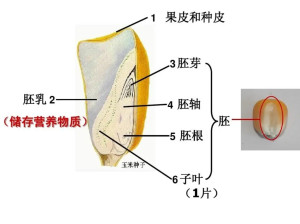 胚乳