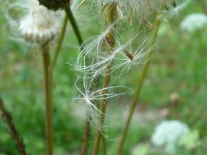 种子植物蒲公英