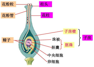 胚囊
