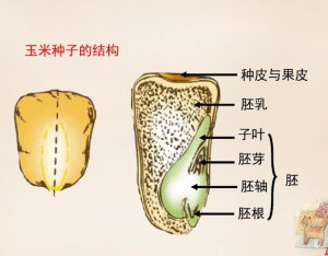 胚根