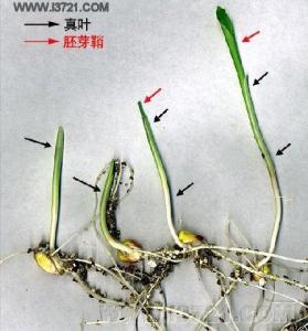 胚芽结构