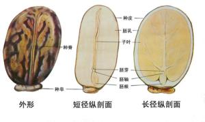 胚根
