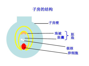 珠被