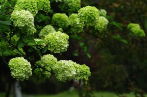 球花