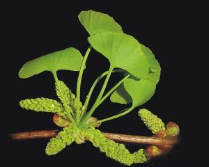 雌球花